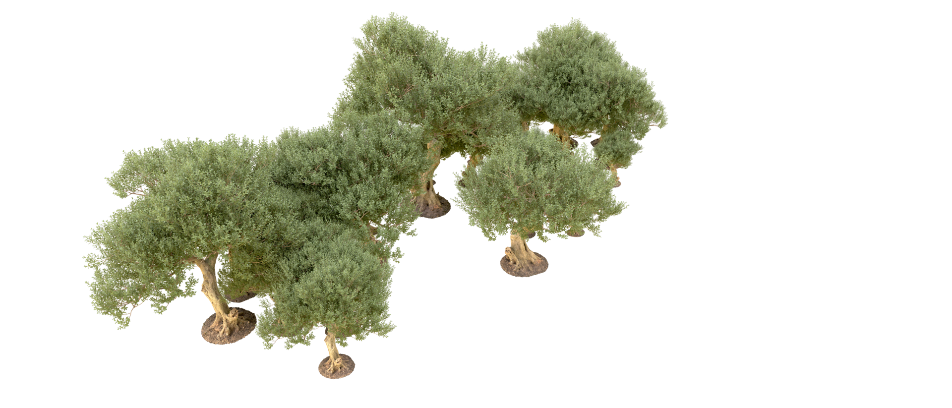 Green forest isolated on background. 3d rendering - illustration png