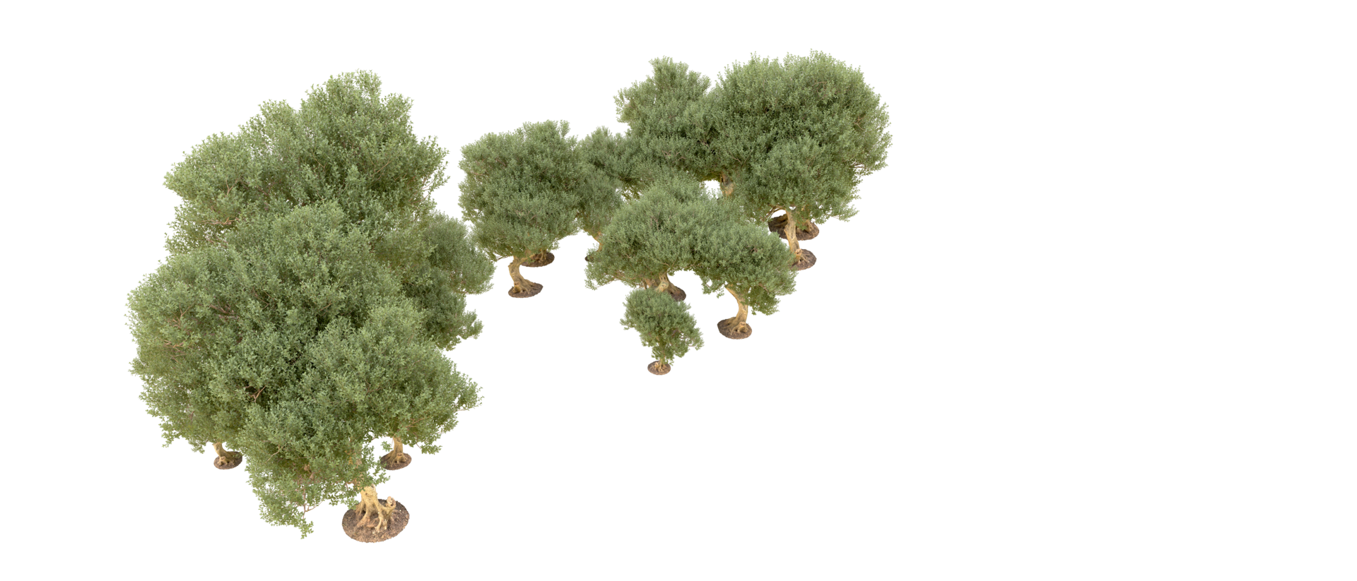 Green forest isolated on background. 3d rendering - illustration png