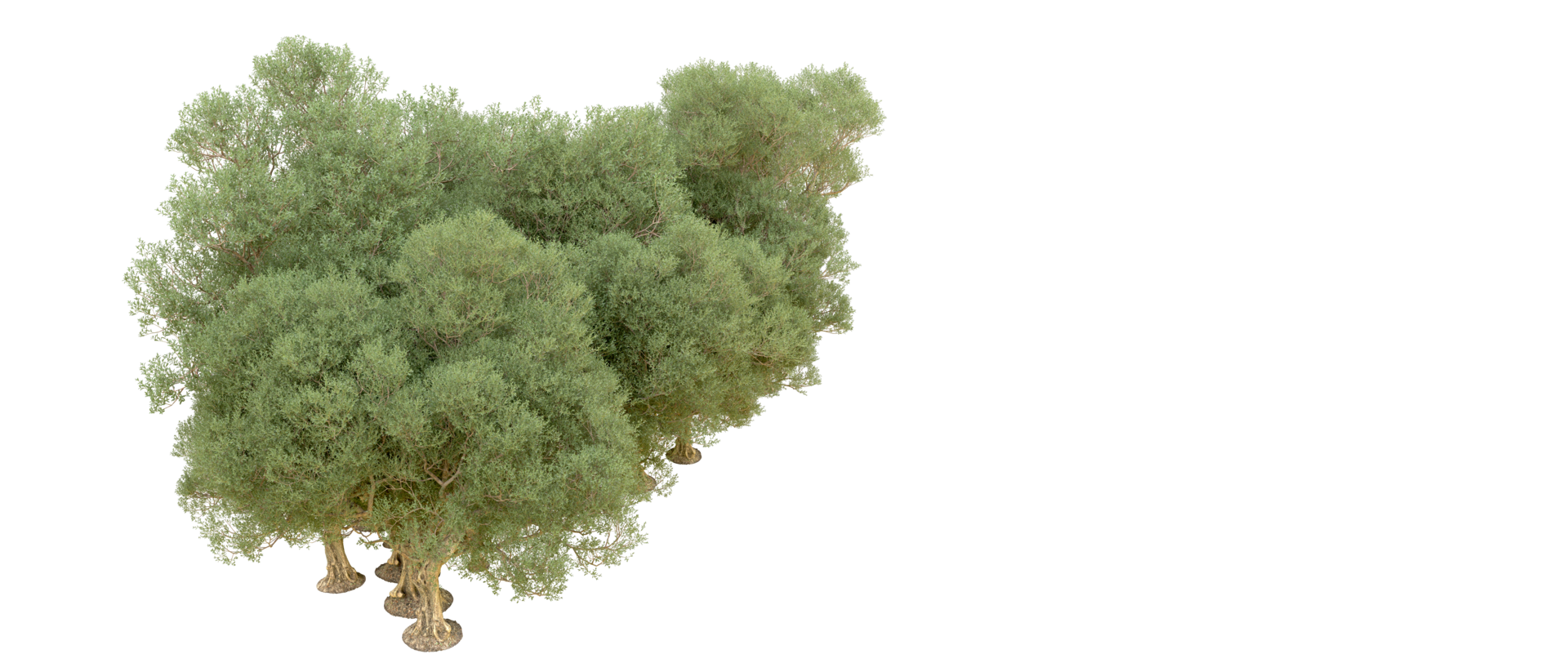 Green forest isolated on background. 3d rendering - illustration png