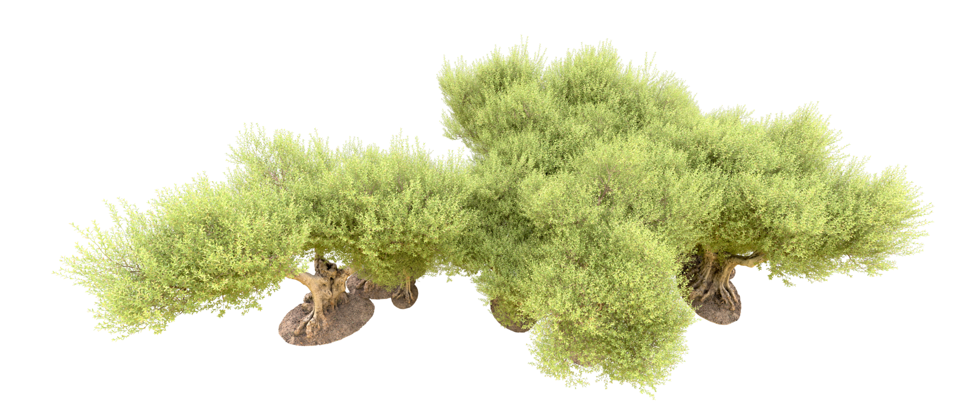Green forest isolated on background. 3d rendering - illustration png