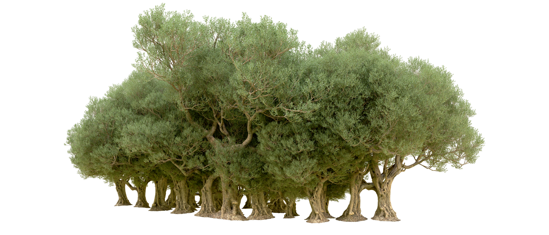 Green forest isolated on background. 3d rendering - illustration png