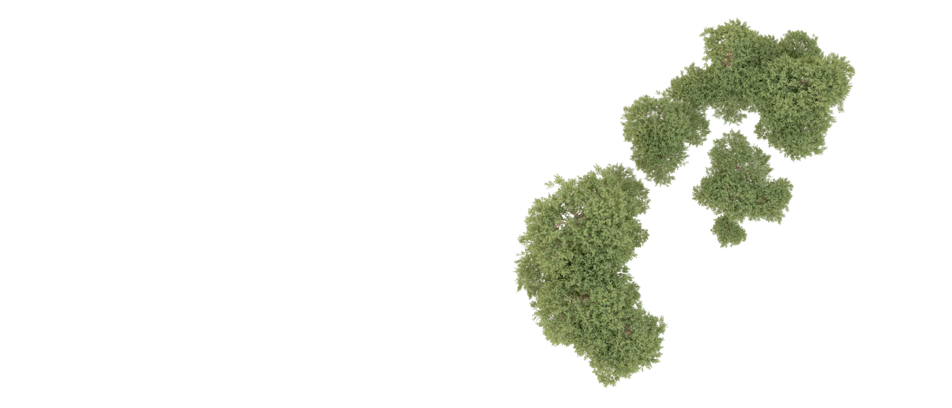 Green forest isolated on background. 3d rendering - illustration png