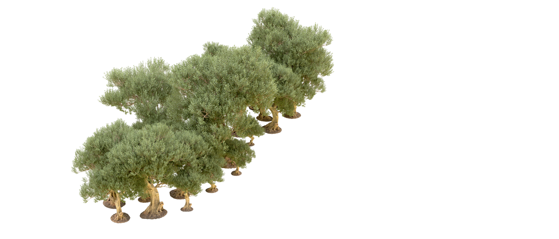 Green forest isolated on background. 3d rendering - illustration png