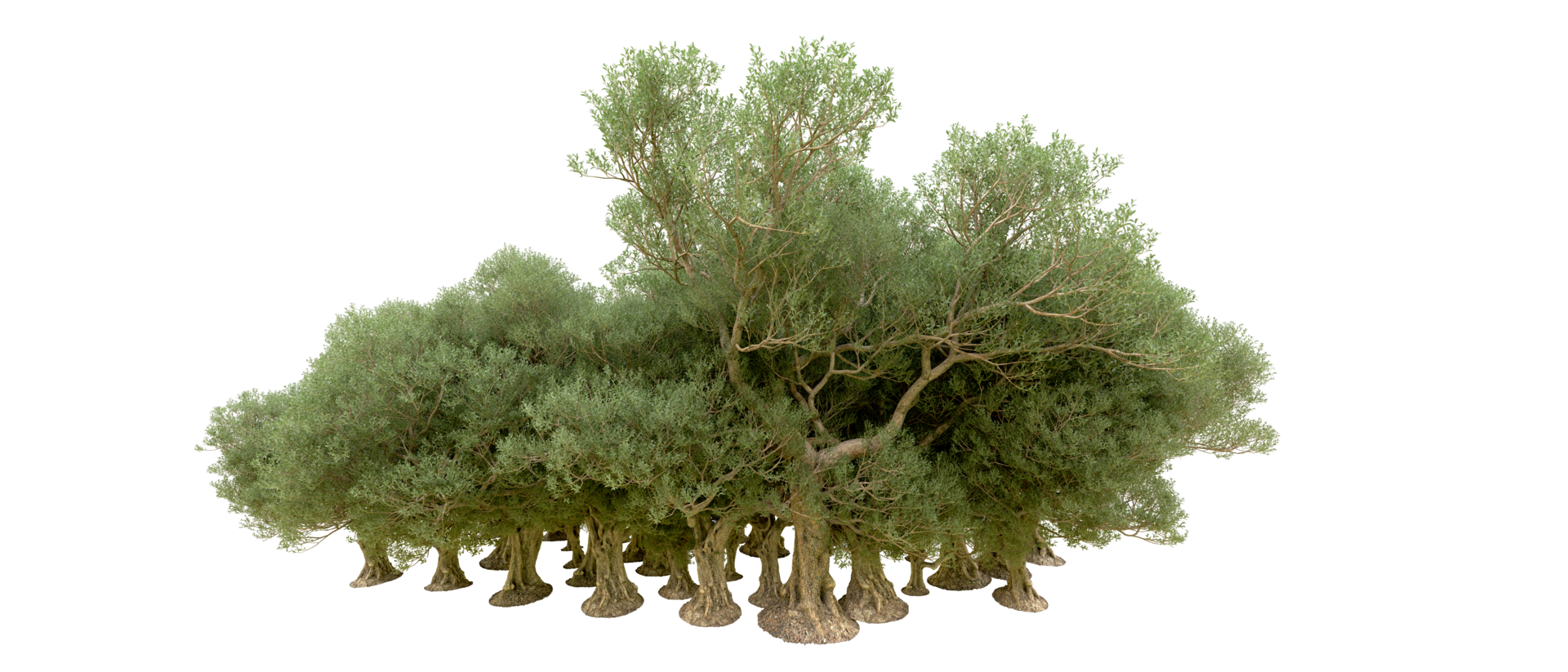 Green forest isolated on background. 3d rendering - illustration png