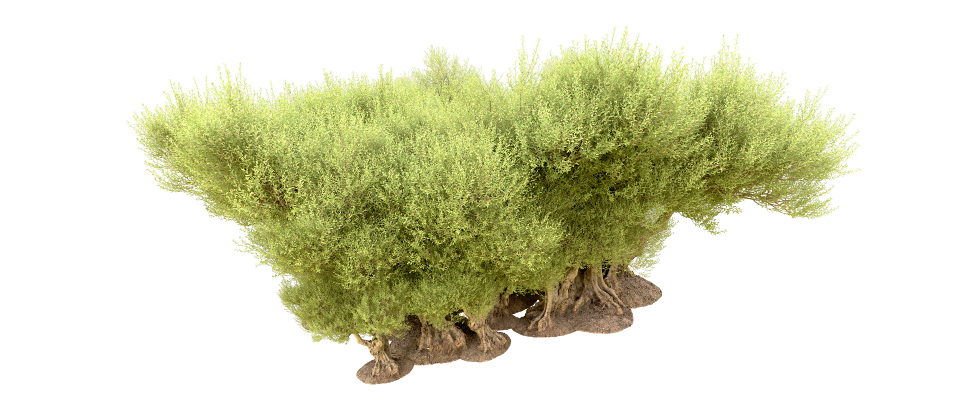 Green forest isolated on background. 3d rendering - illustration png