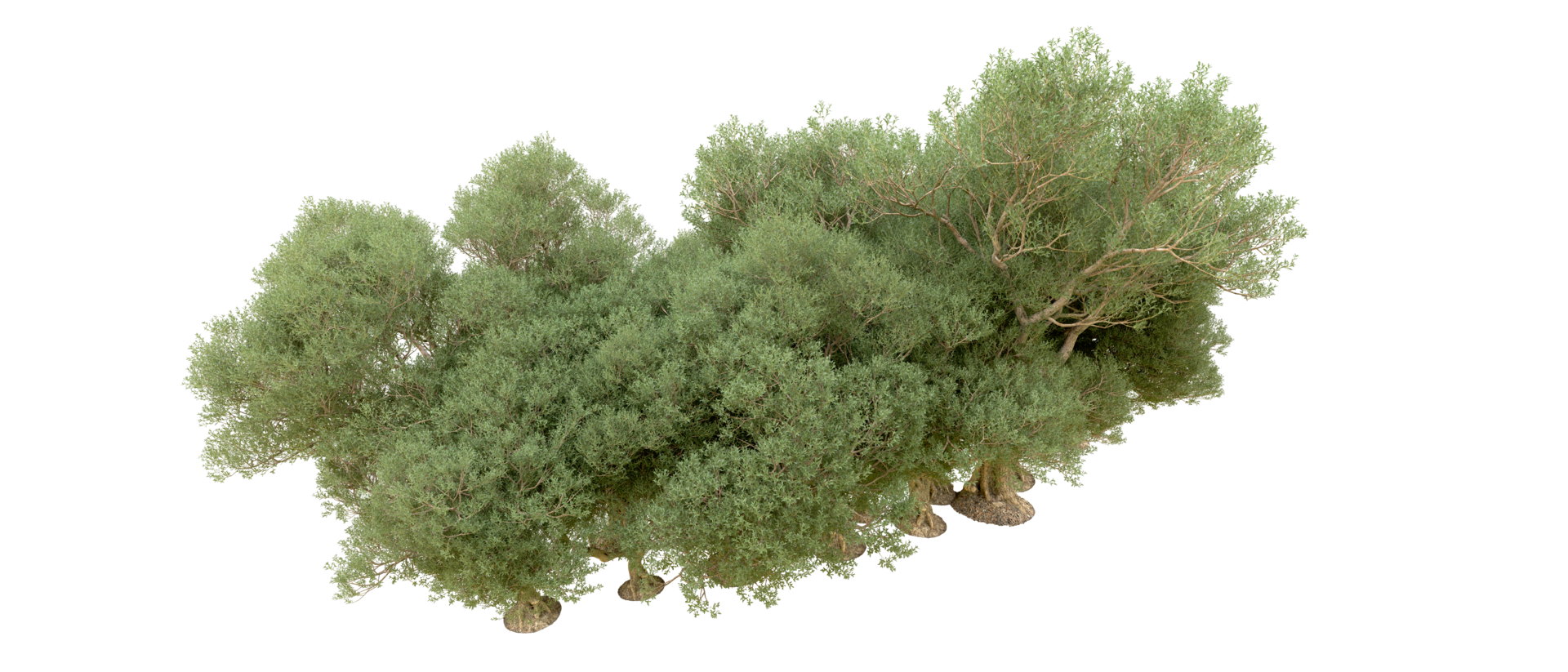 Green forest isolated on background. 3d rendering - illustration png
