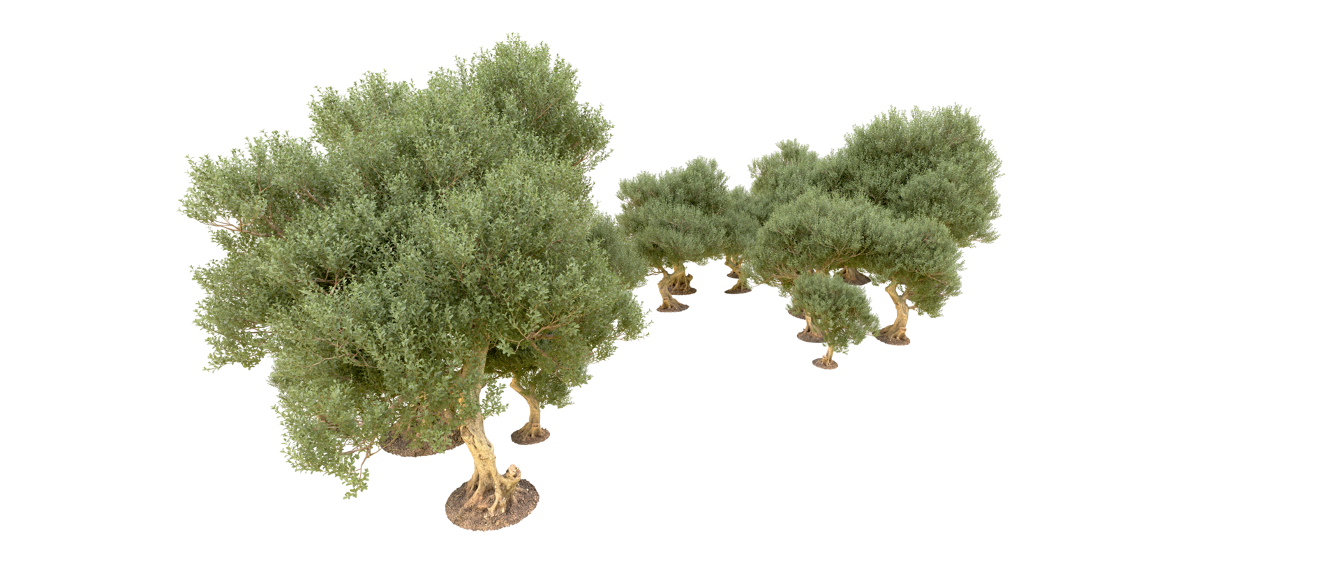 Green forest isolated on background. 3d rendering - illustration png