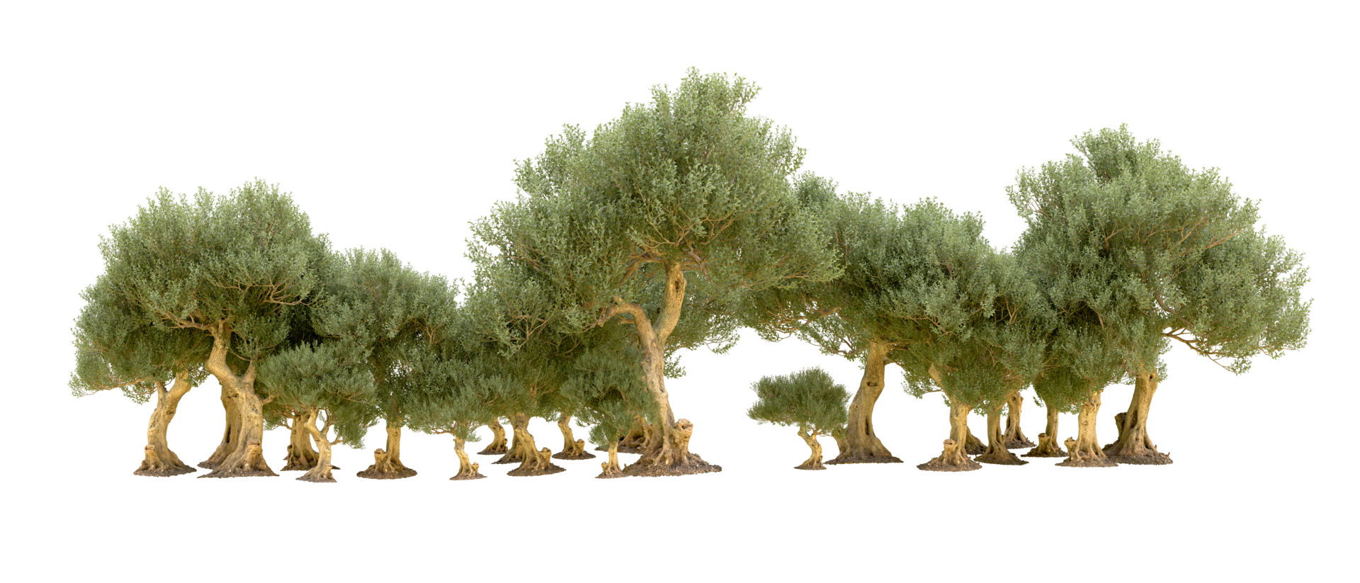 Green forest isolated on background. 3d rendering - illustration png