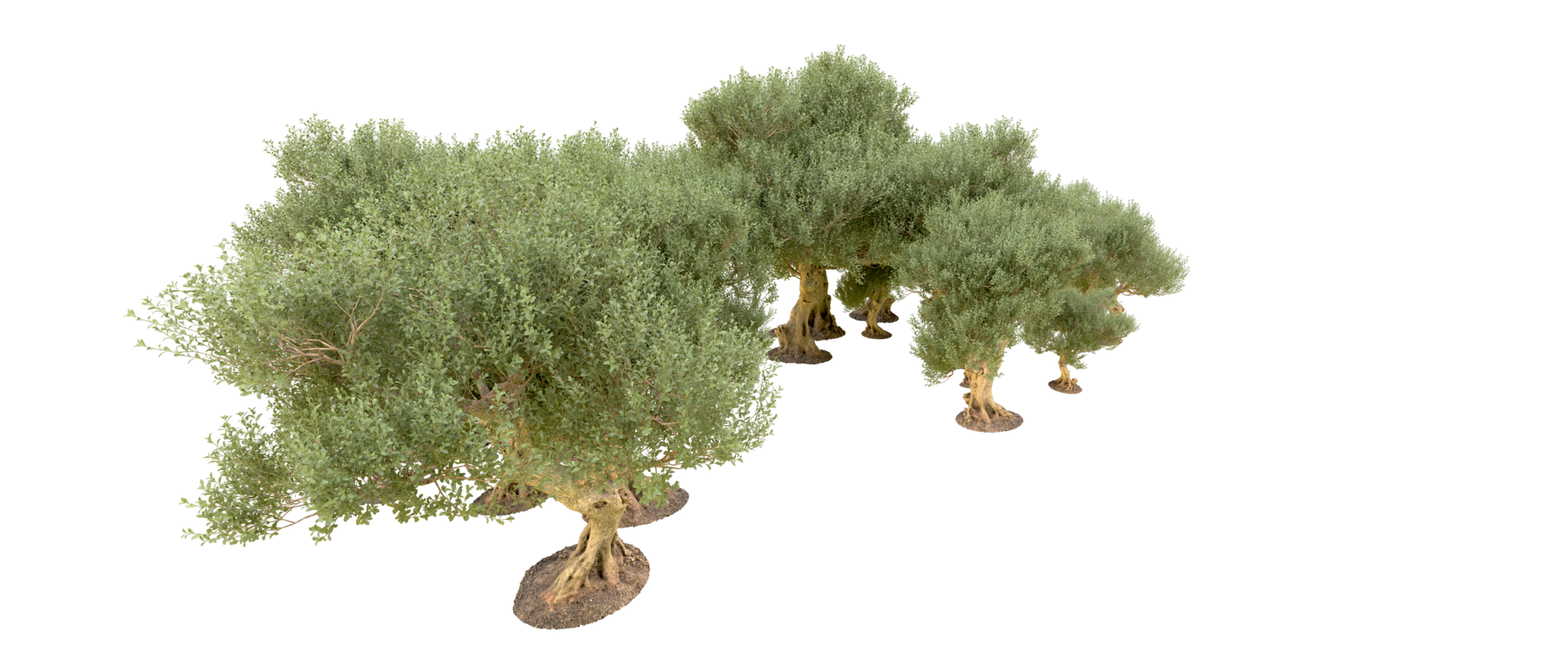 Green forest isolated on background. 3d rendering - illustration png