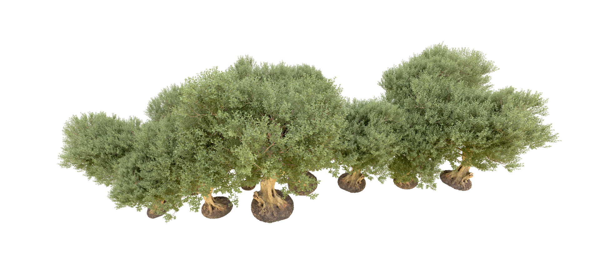 Green forest isolated on background. 3d rendering - illustration png