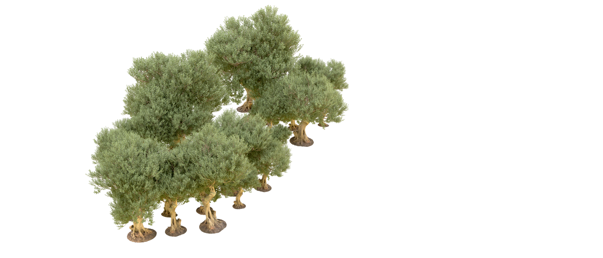 Green forest isolated on background. 3d rendering - illustration png