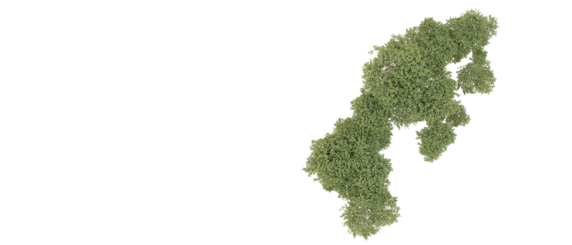 Green forest isolated on background. 3d rendering - illustration png