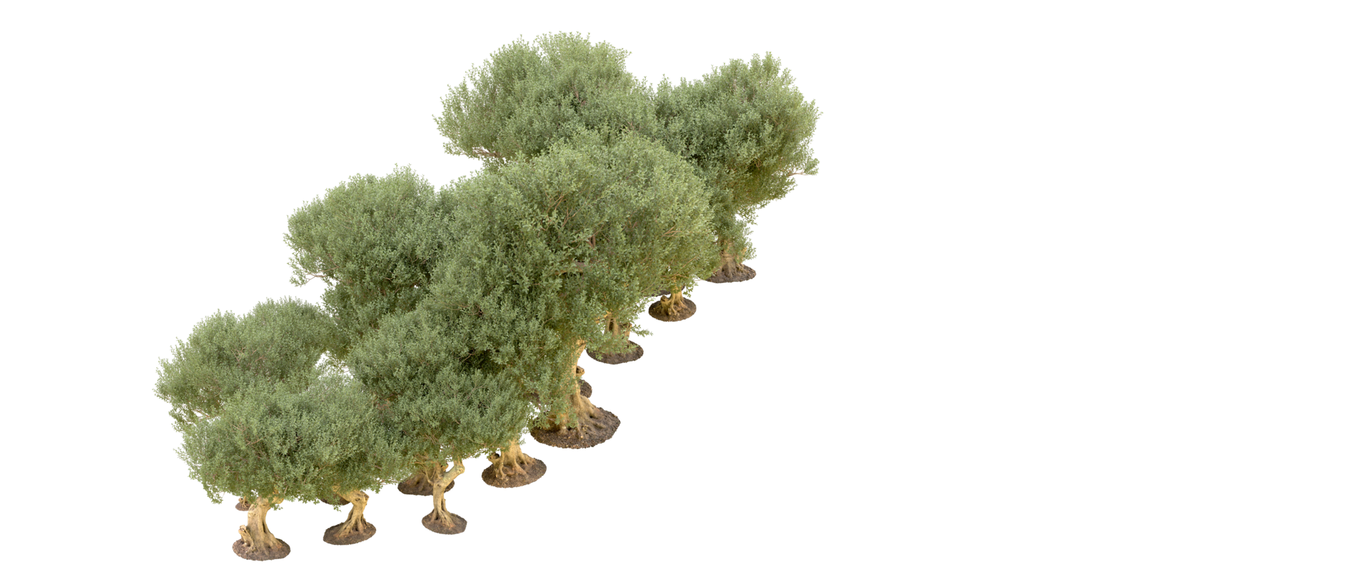 Green forest isolated on background. 3d rendering - illustration png