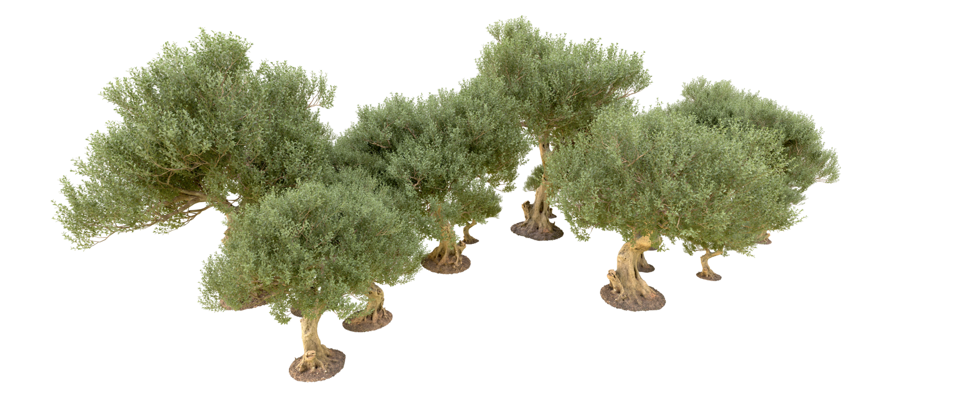 Green forest isolated on background. 3d rendering - illustration png