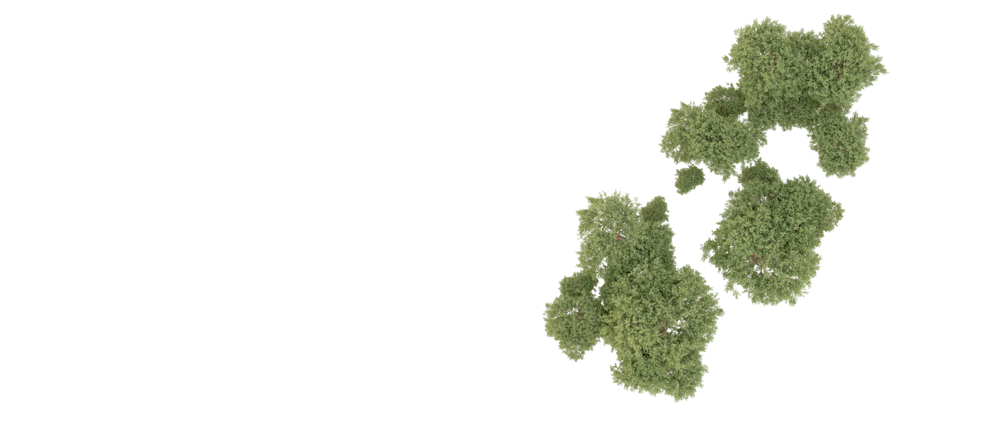 Green forest isolated on background. 3d rendering - illustration png