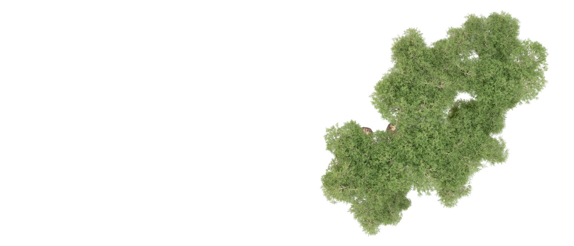 Green forest isolated on background. 3d rendering - illustration png