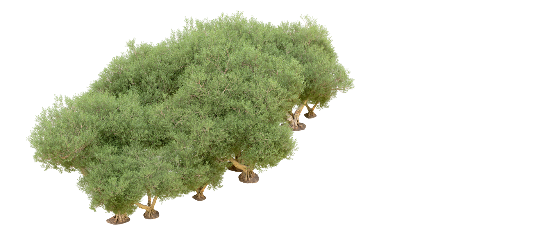 Green forest isolated on background. 3d rendering - illustration png