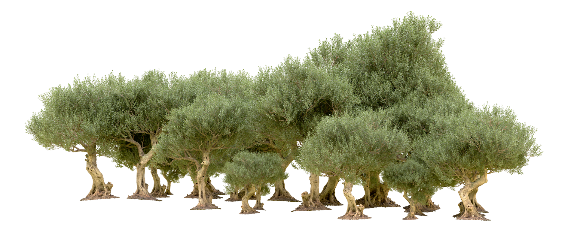 Green forest isolated on background. 3d rendering - illustration png