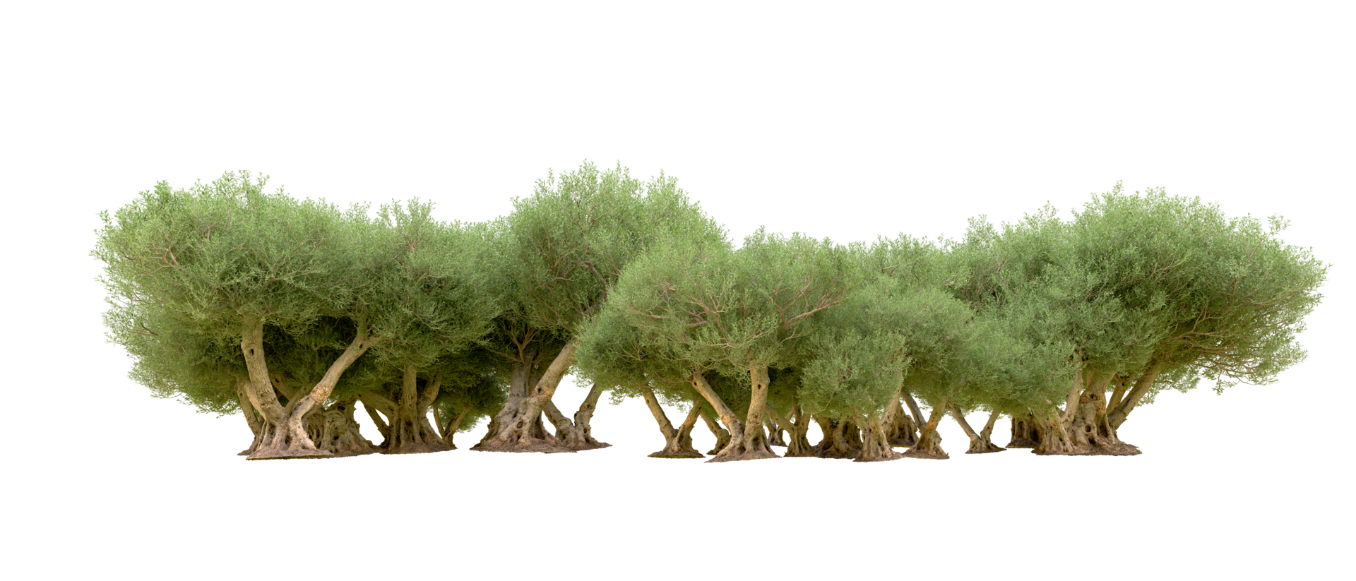 Green forest isolated on background. 3d rendering - illustration png