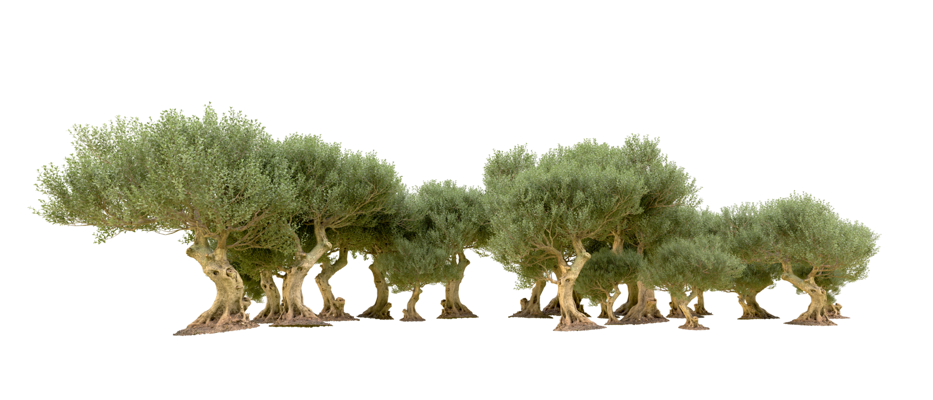 Green forest isolated on background. 3d rendering - illustration png