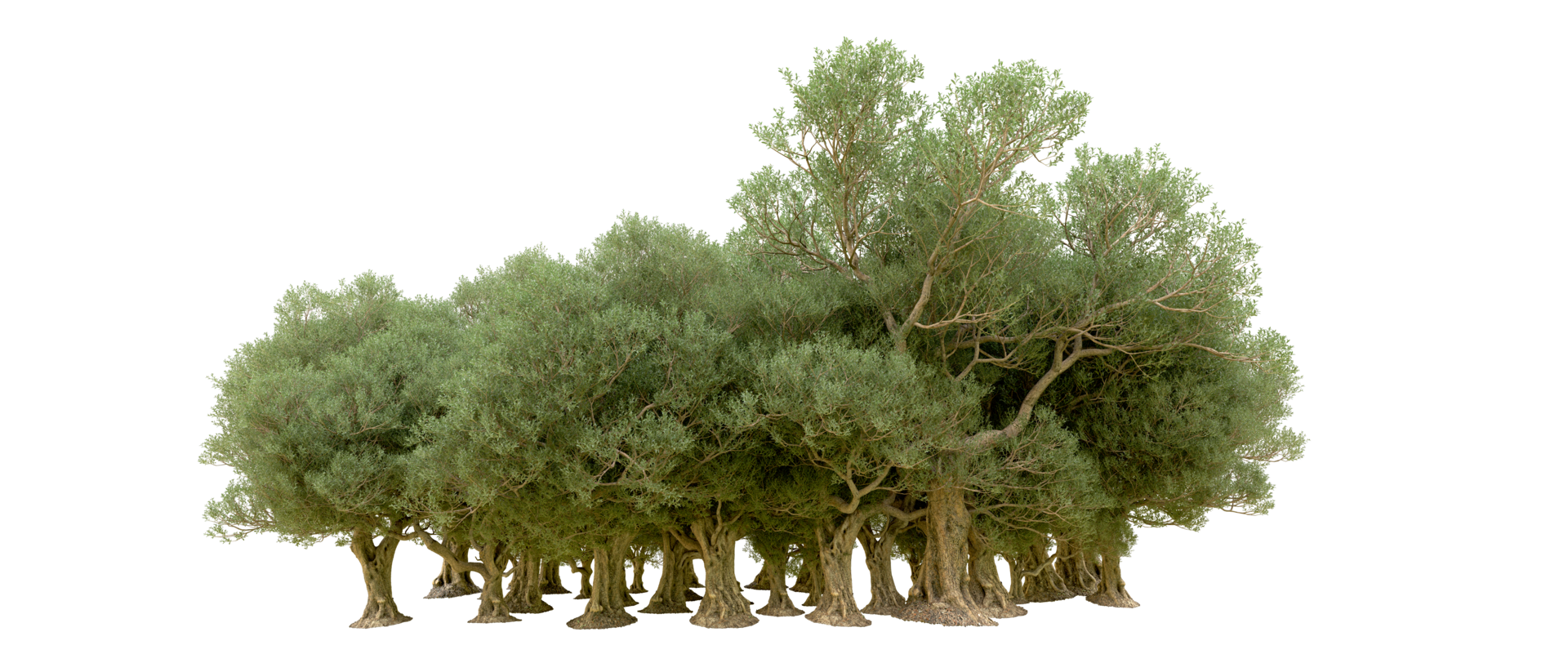 Green forest isolated on background. 3d rendering - illustration png
