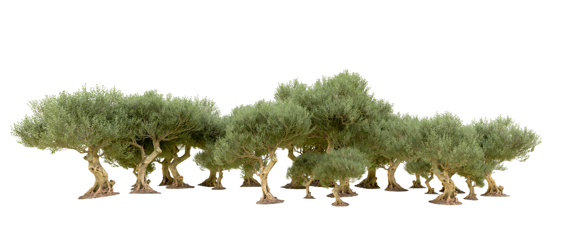 Green forest isolated on background. 3d rendering - illustration png