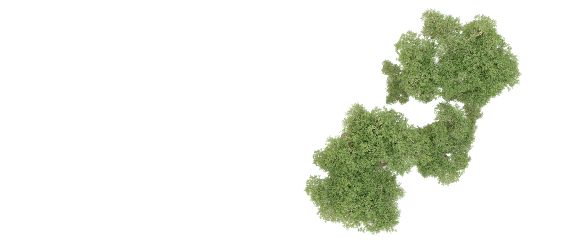 Green forest isolated on background. 3d rendering - illustration png