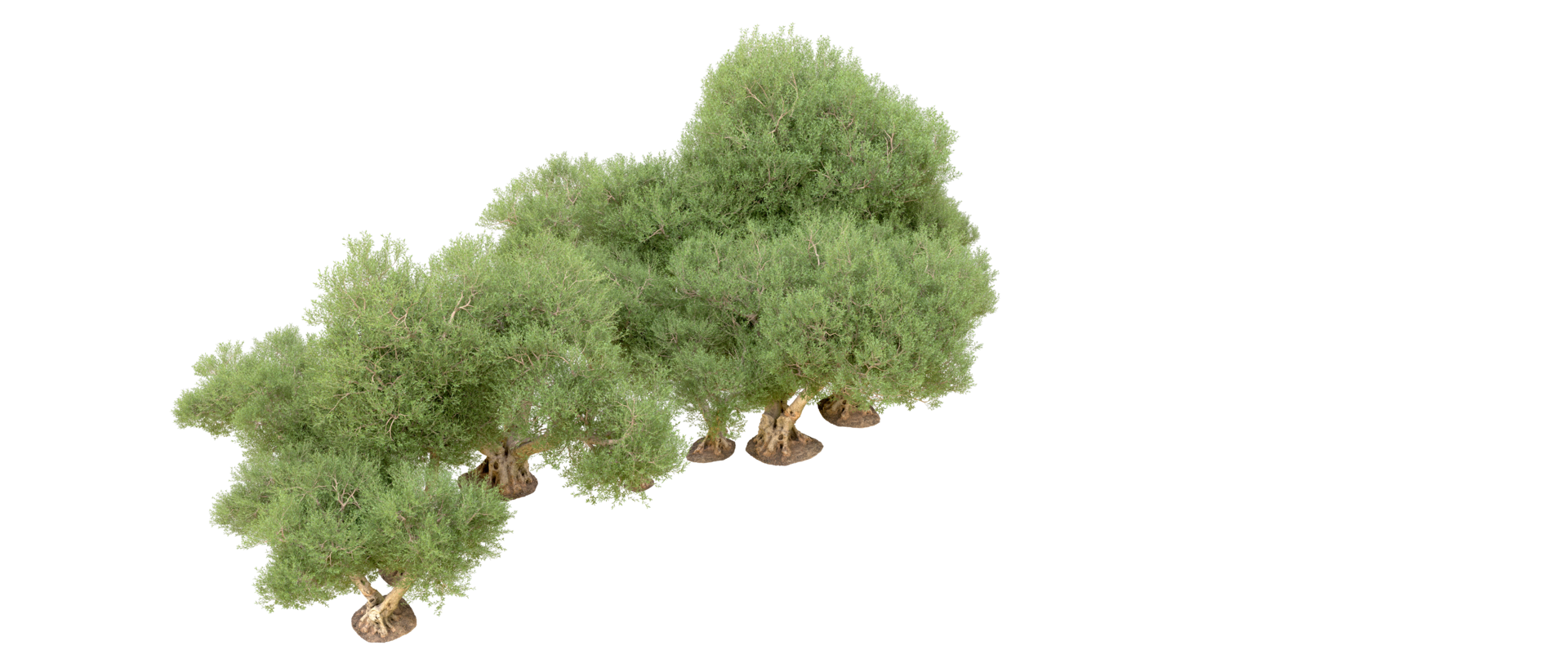 Green forest isolated on background. 3d rendering - illustration png