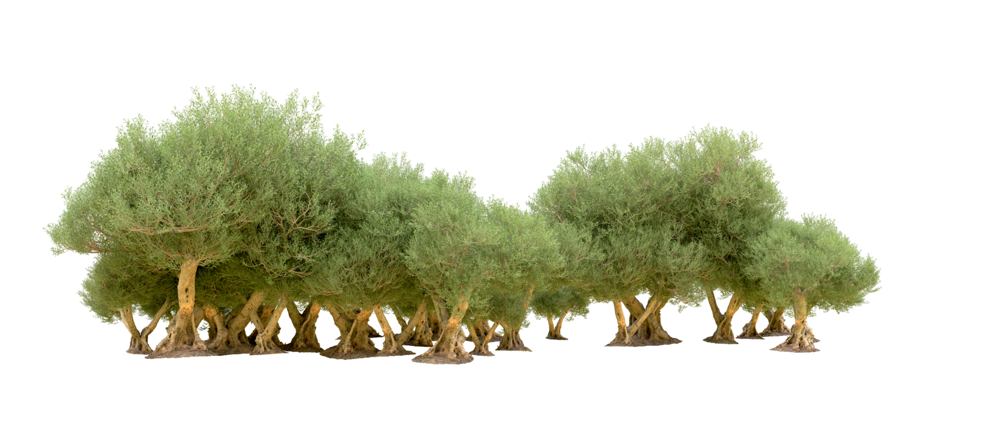 Green forest isolated on background. 3d rendering - illustration png
