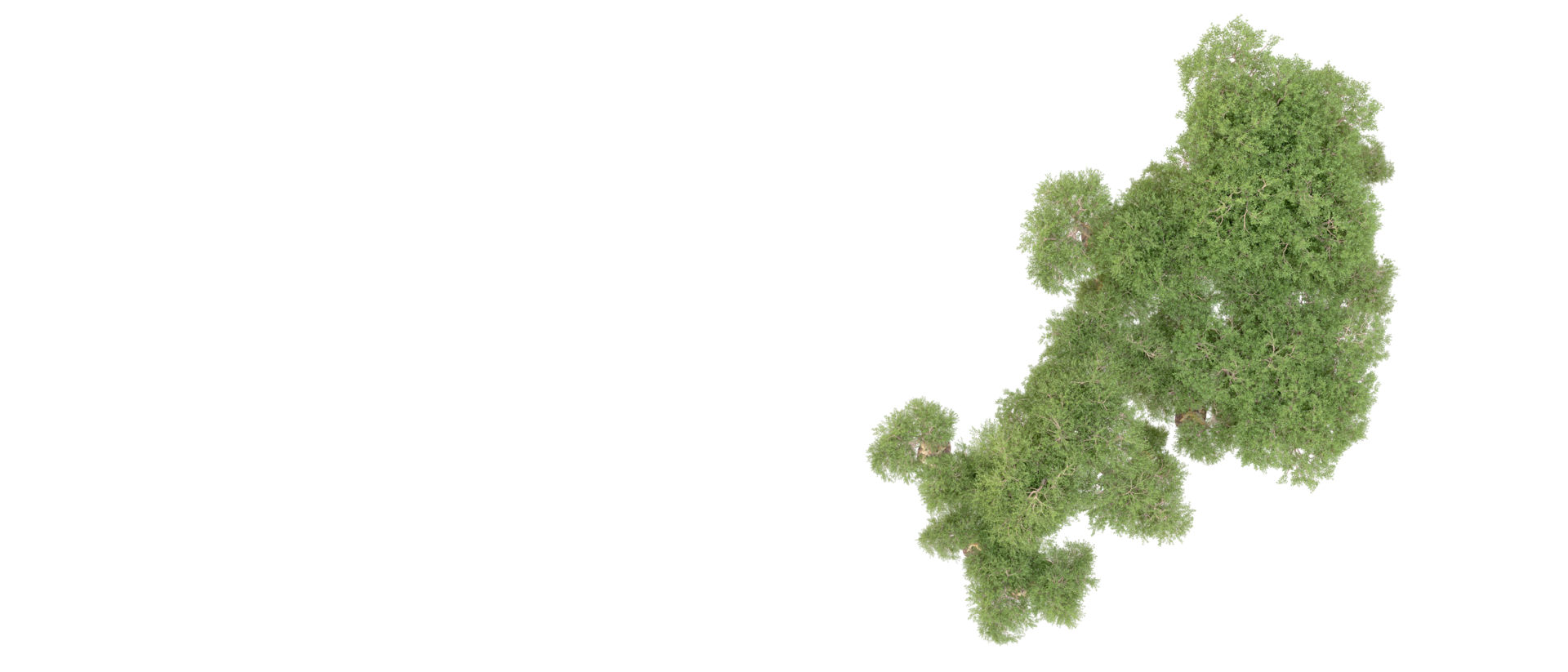 Green forest isolated on background. 3d rendering - illustration png