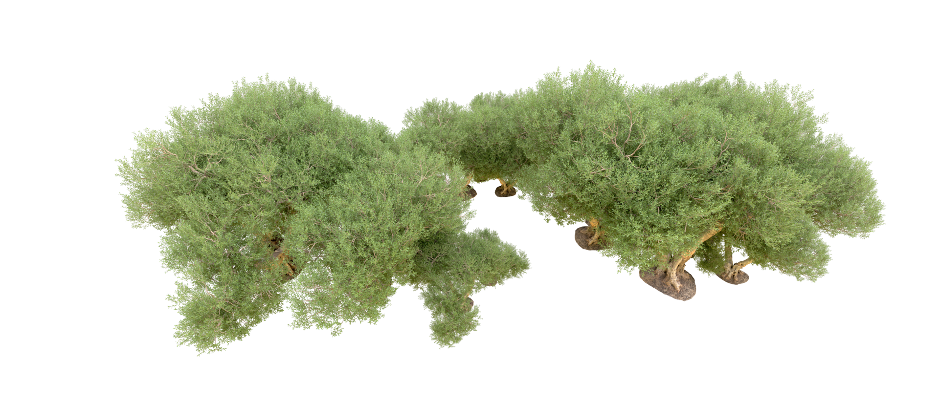 verde floresta isolado em fundo. 3d Renderização - ilustração png