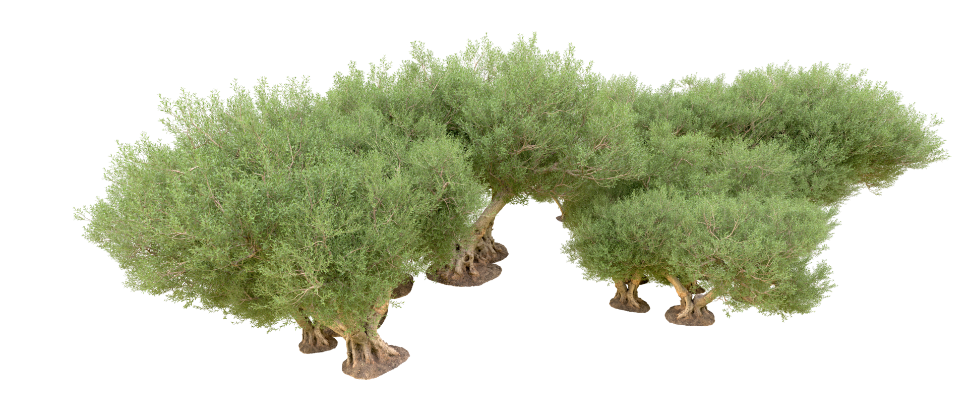 grön skog isolerat på bakgrund. 3d tolkning - illustration png