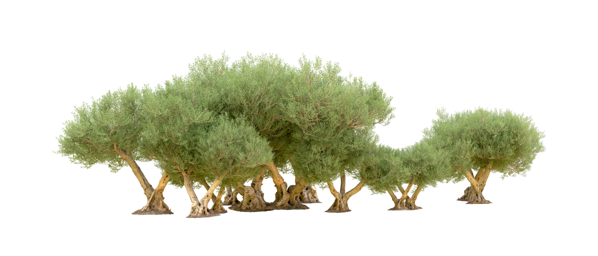 Green forest isolated on background. 3d rendering - illustration png