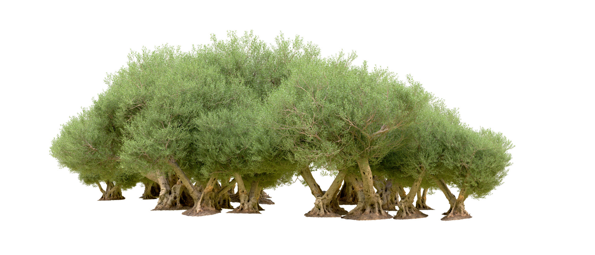 Green forest isolated on background. 3d rendering - illustration png