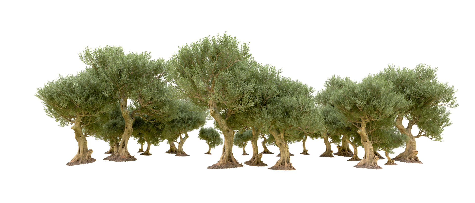 Green forest isolated on background. 3d rendering - illustration png