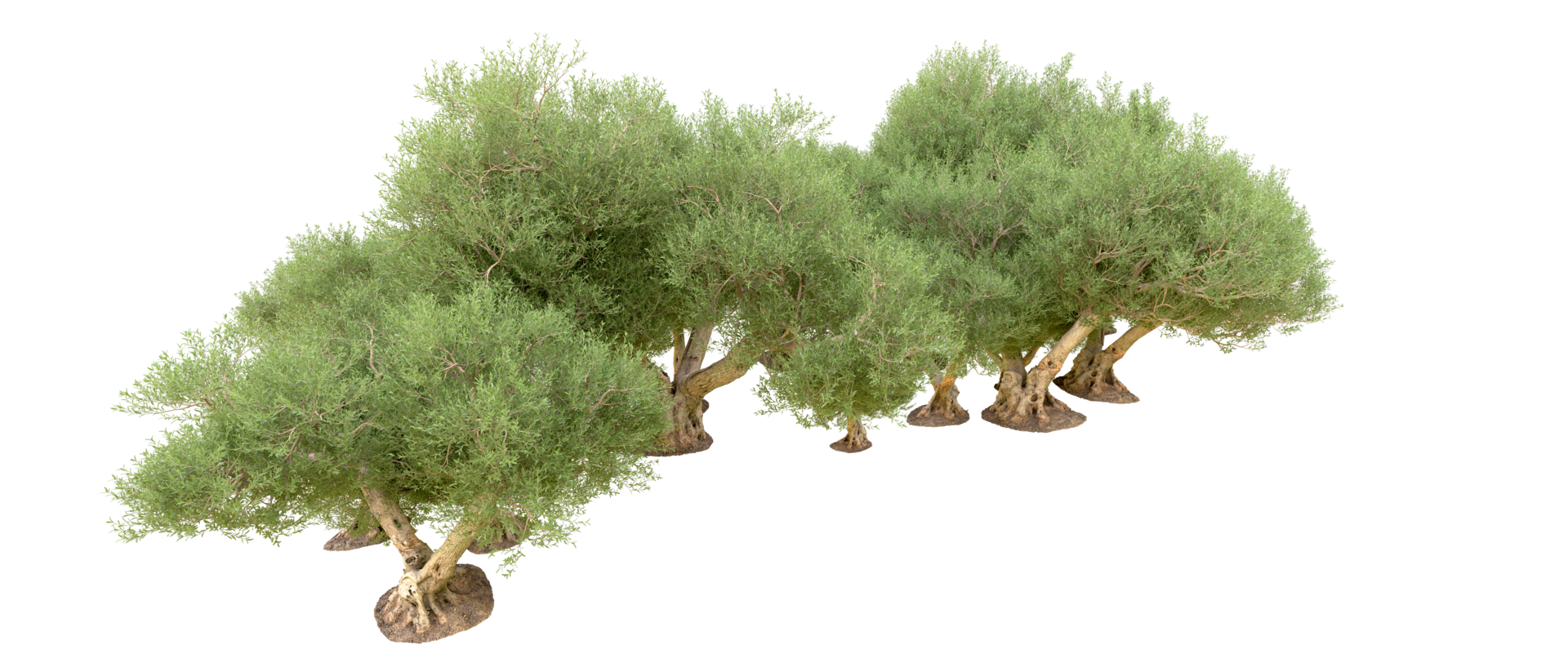 Green forest isolated on background. 3d rendering - illustration png