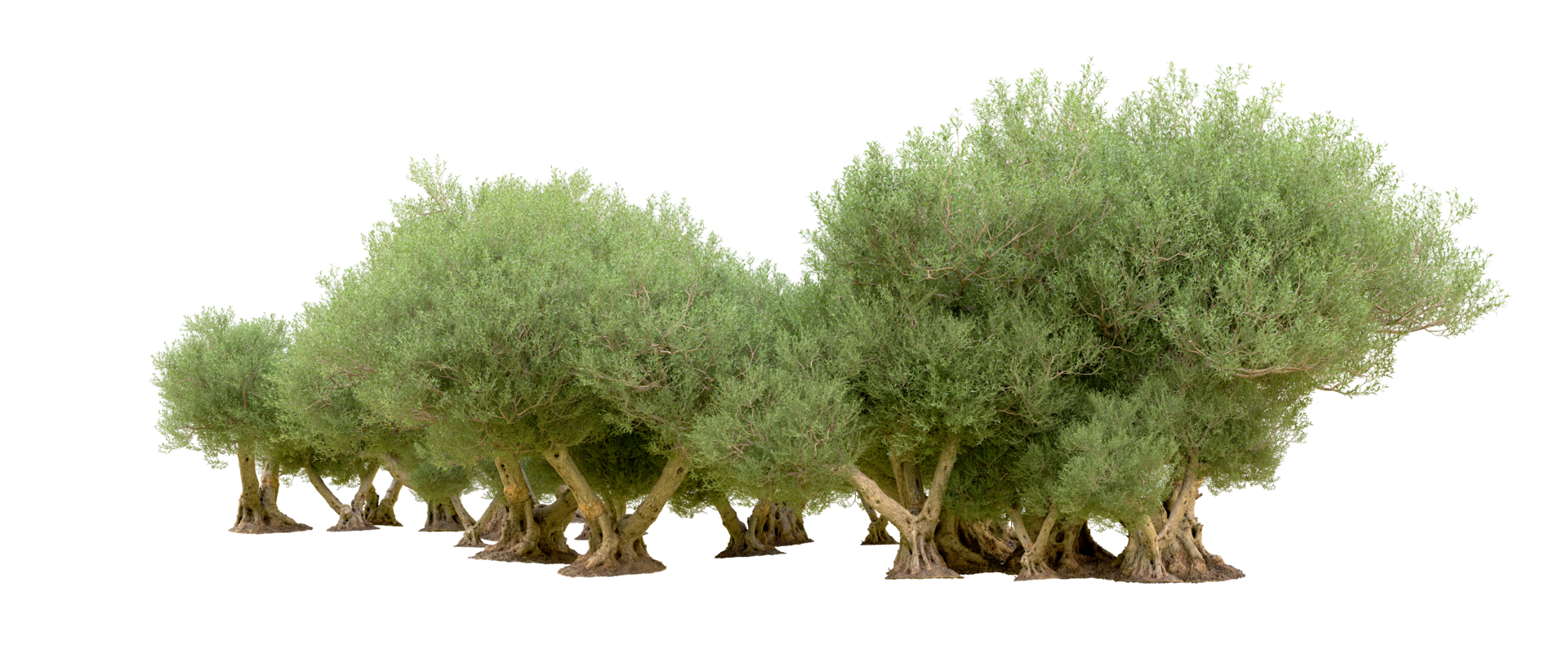 Green forest isolated on background. 3d rendering - illustration png