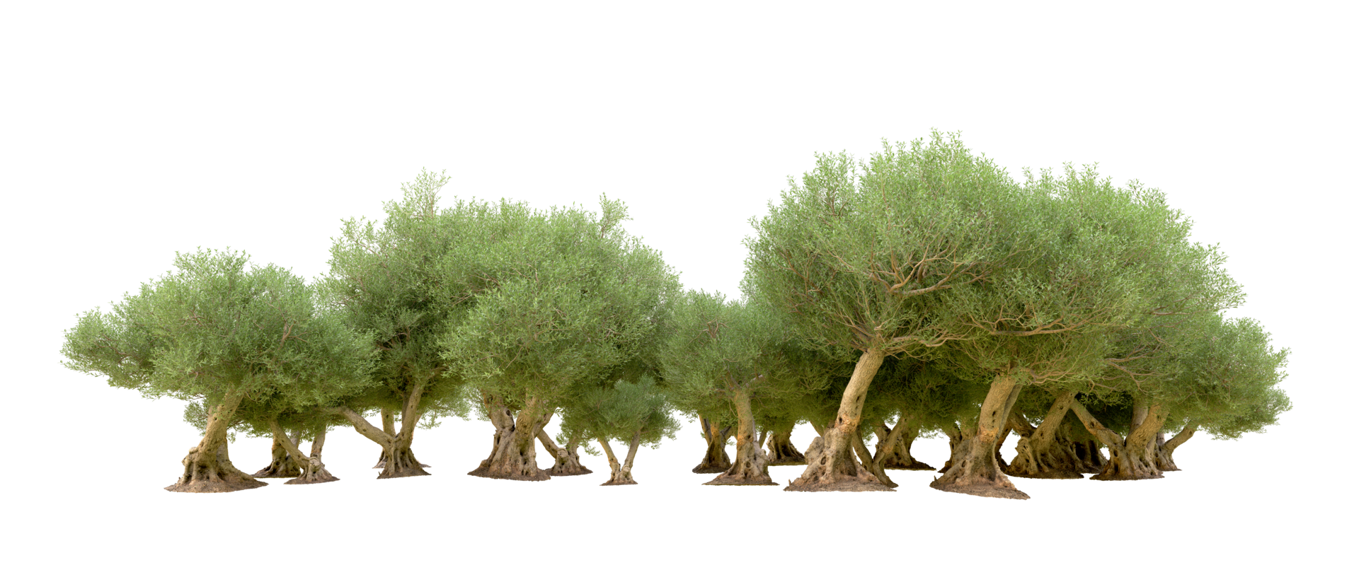 Green forest isolated on background. 3d rendering - illustration png