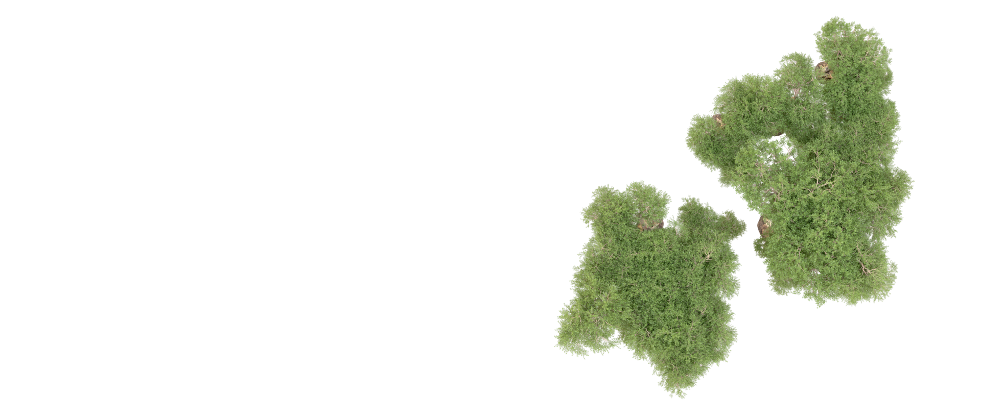 Green forest isolated on background. 3d rendering - illustration png
