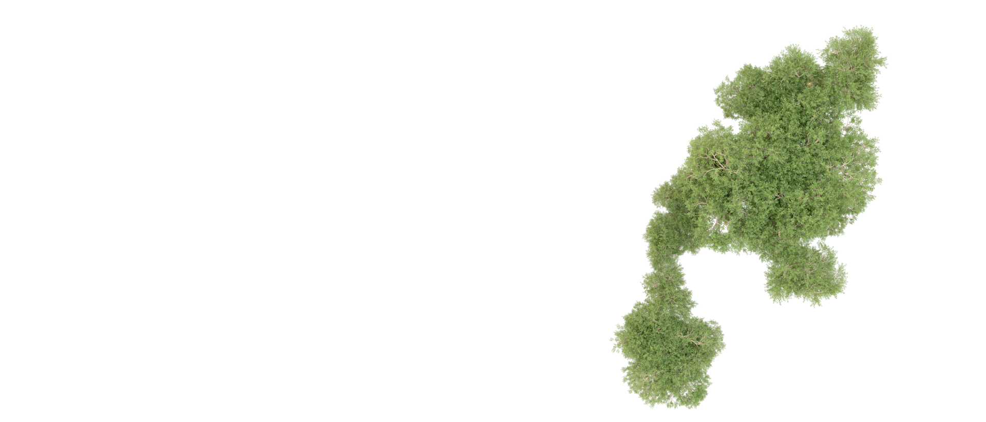 Green forest isolated on background. 3d rendering - illustration png