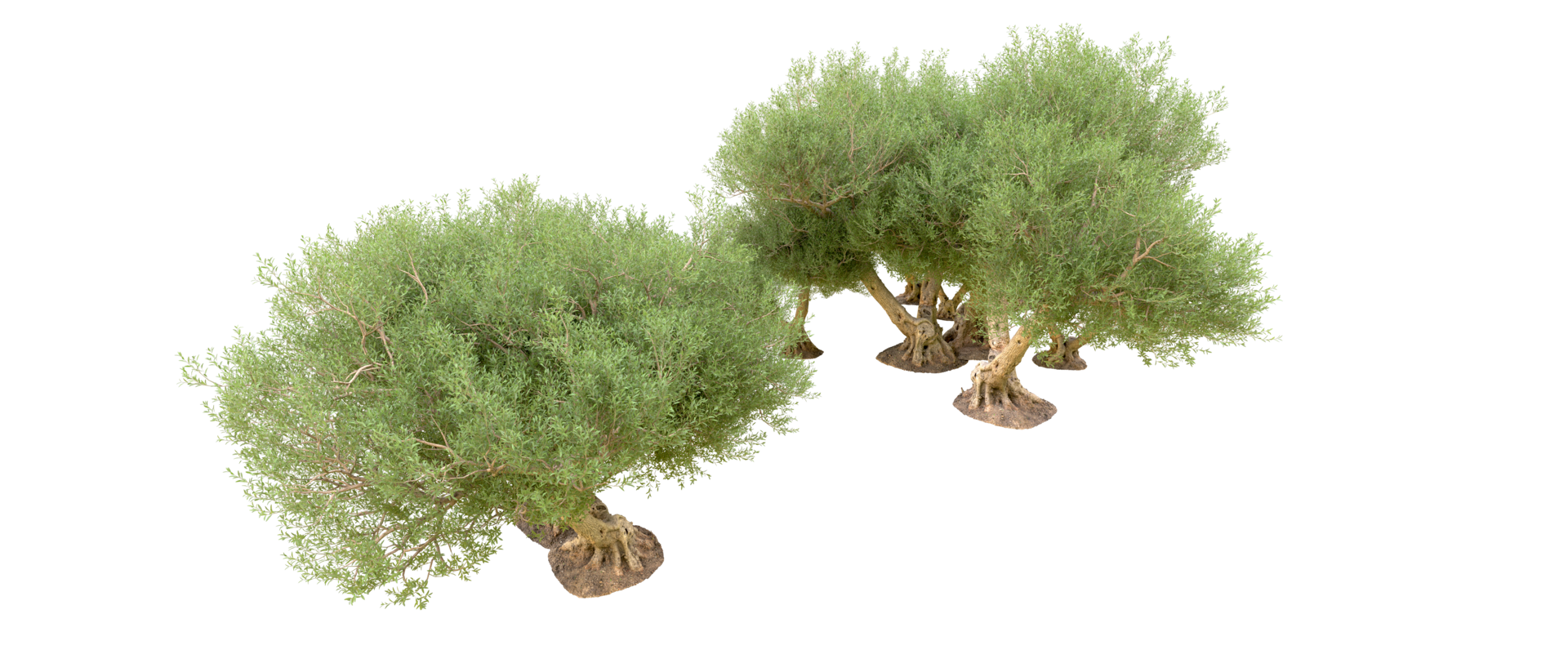 Green forest isolated on background. 3d rendering - illustration png