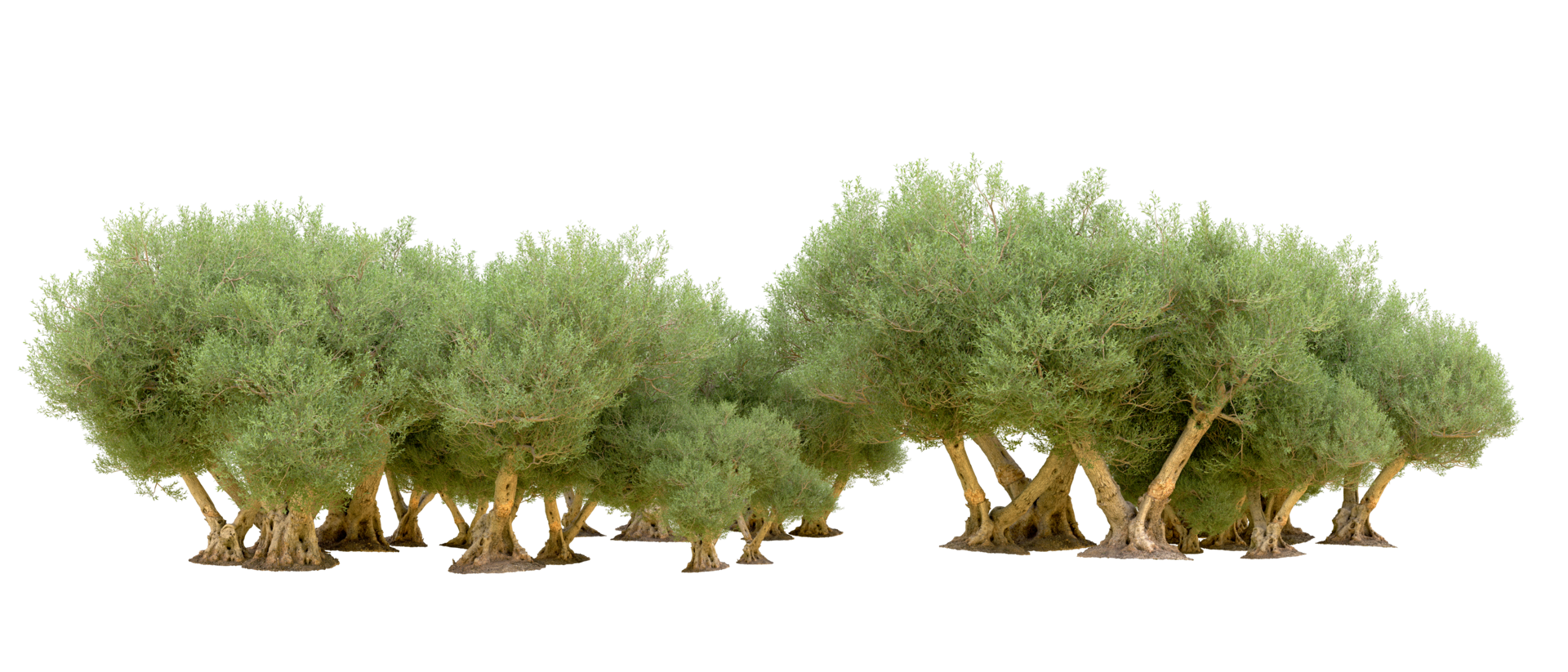 Green forest isolated on background. 3d rendering - illustration png