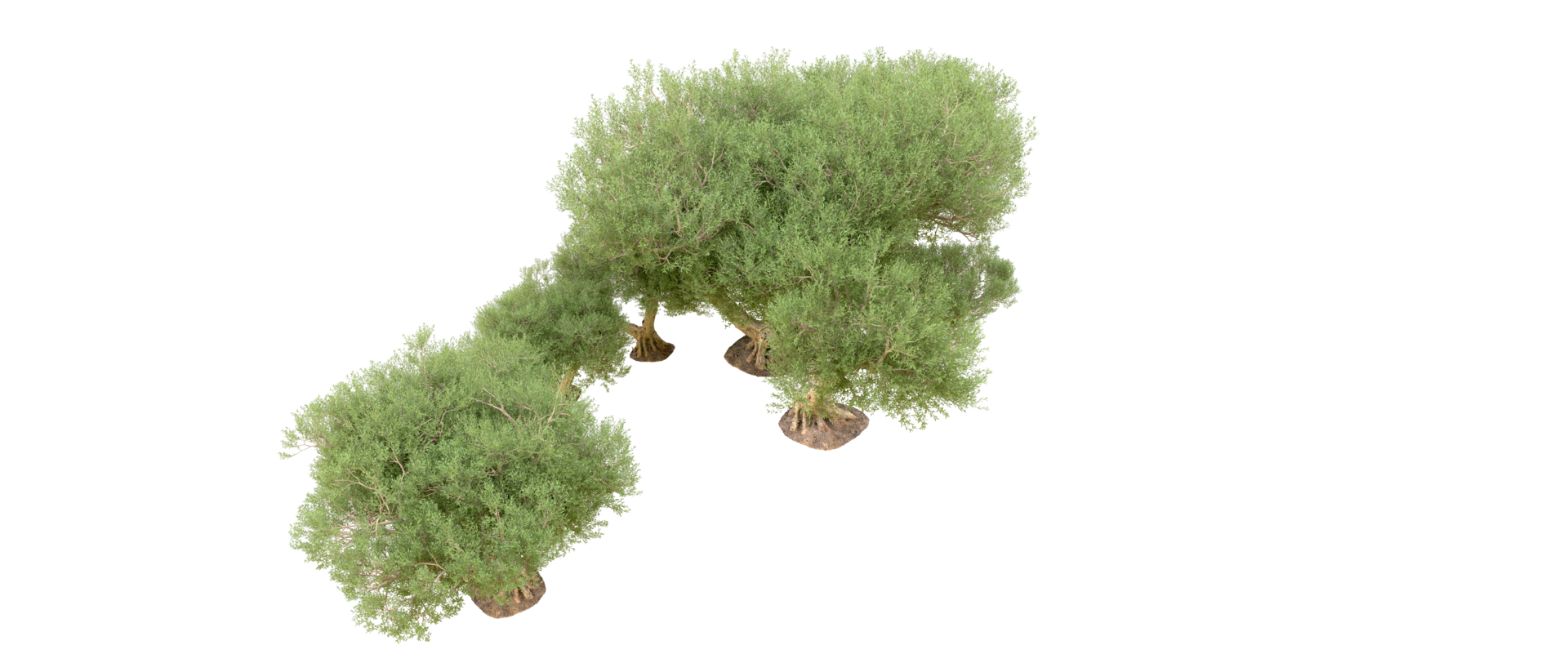 Green forest isolated on background. 3d rendering - illustration png