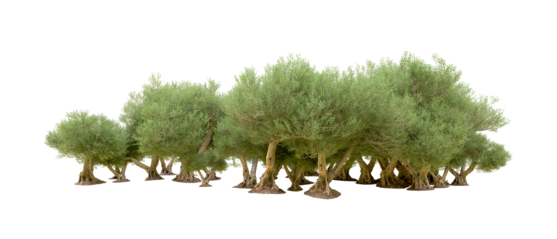 Green forest isolated on background. 3d rendering - illustration png
