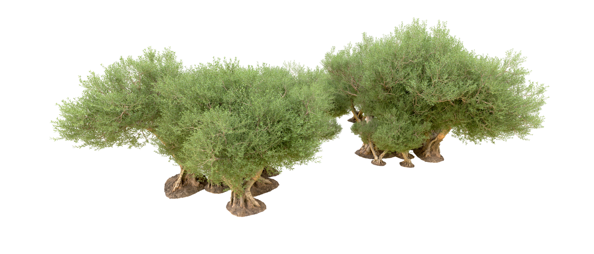 Green forest isolated on background. 3d rendering - illustration png