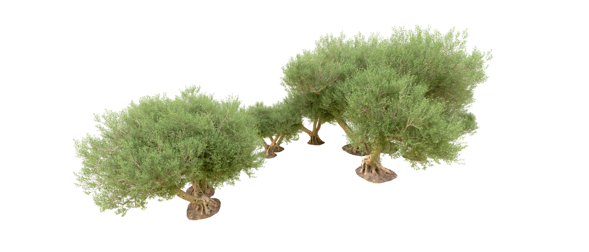 Green forest isolated on background. 3d rendering - illustration png