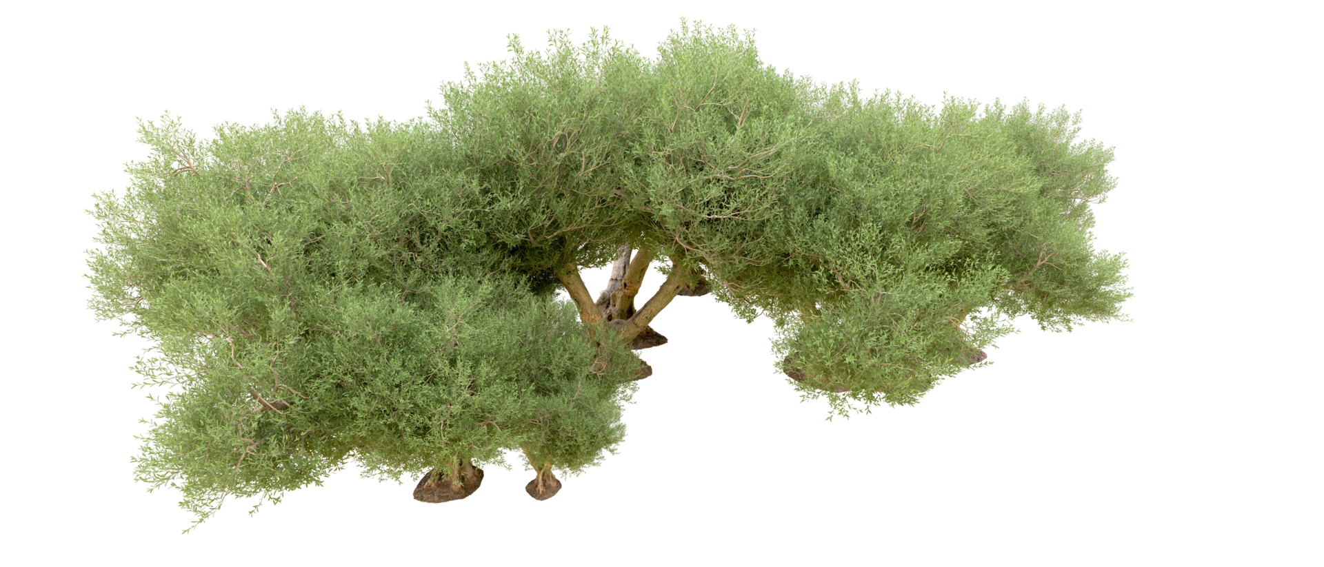 Green forest isolated on background. 3d rendering - illustration png