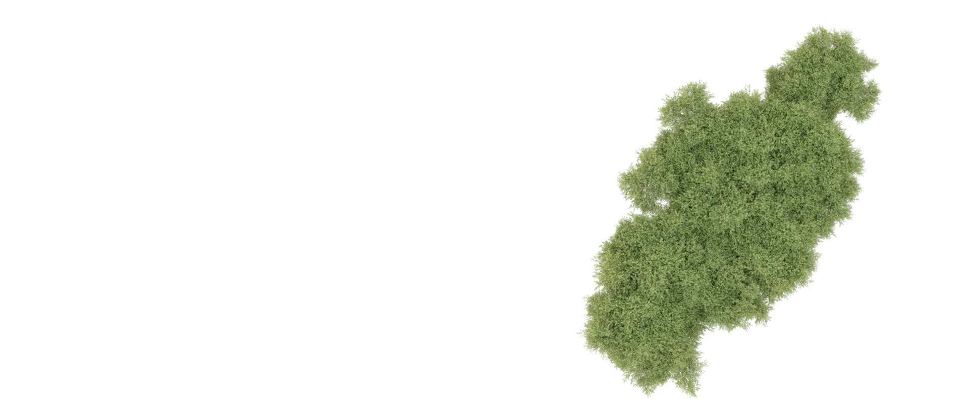 Green forest isolated on background. 3d rendering - illustration png