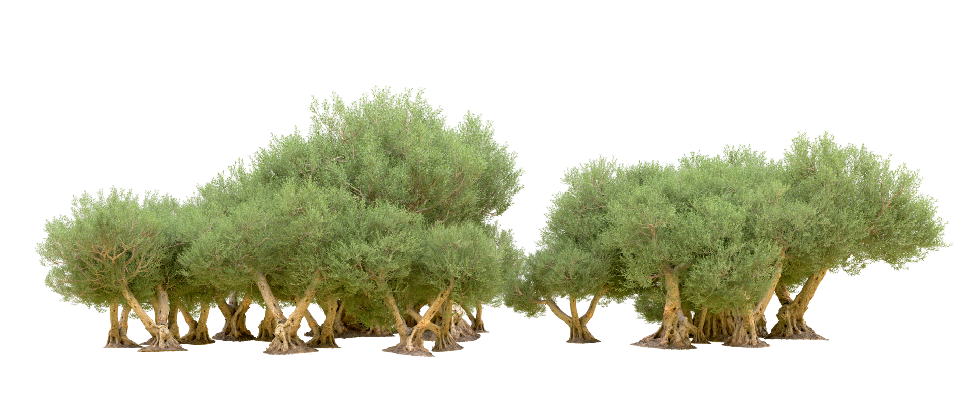Green forest isolated on background. 3d rendering - illustration png