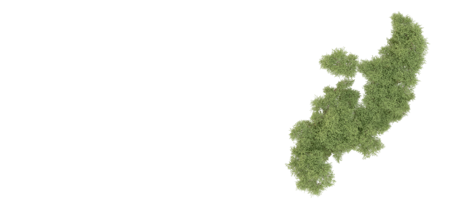 Green forest isolated on background. 3d rendering - illustration png